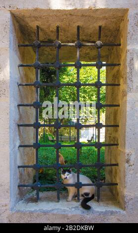 Eine der zahlreichen Straßenkatzen in Istanbul sitzt in einem Fenster zu einem Friedhof im Stadtteil Uskudar auf der asiatischen Seite der Stadt Stockfoto