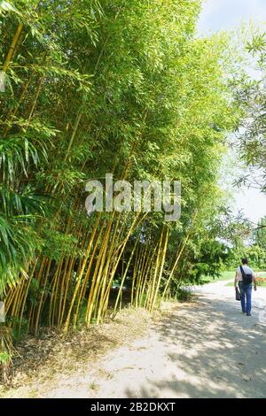 Ein einsamer Fußgänger läuft entlang der Gasse im Park entlang der Dickichte von Bambusblattträgern von Blaugrün (lat. Phyllostachys viridigaucescens) Stockfoto