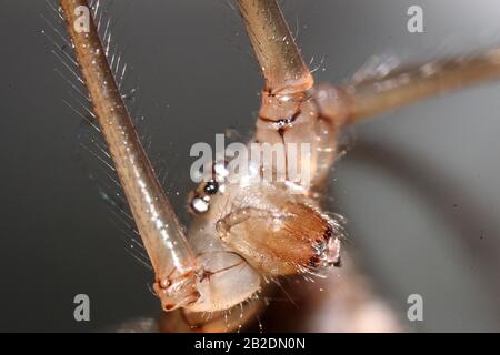 Daddy Langbeine Spinne (Pholcus phalangioides) Stockfoto