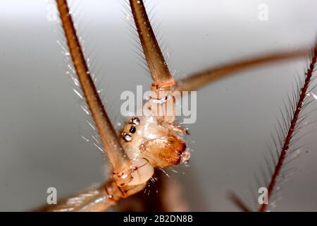 Daddy Langbeine Spinne (Pholcus phalangioides) Stockfoto