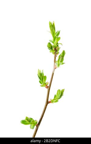 Ein Federzweig aus Weißdorn (Crataegus) mit aufstehenden Blättern und Dornen, isoliert auf Weiß. Stockfoto