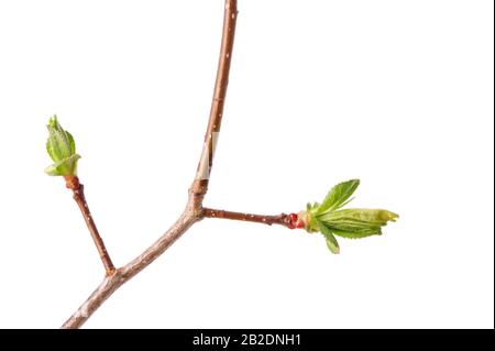 Ein Federzweig aus Weißdorn (Crataegus) mit aufstehenden Blättern isoliert auf Weiß. Stockfoto