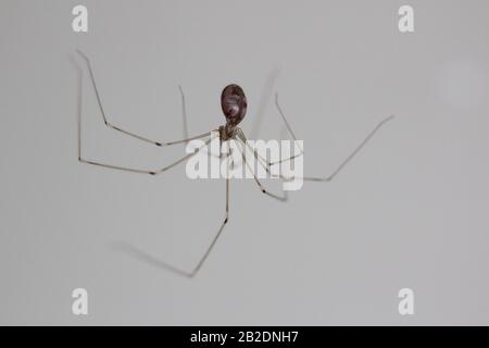 Daddy Langbeine Spinne (Pholcus phalangioides) Stockfoto