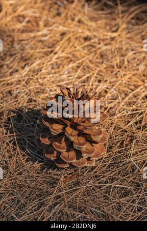 Reifer geöffneter weiblicher Kiefernkegel, auf trockener Kiefernblätteroberfläche Stockfoto