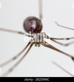 Daddy Langbeine Spinne (Pholcus phalangioides) Stockfoto