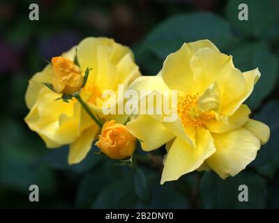 Goldene Freude schöne gelbe Rose Nahaufnahme. Blumen, in einem Garten in natürlichen Bedingungen inmitten von Grün, unter freiem Himmel. Stockfoto