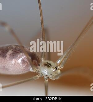 Daddy Langbeine Spinne (Pholcus phalangioides) Stockfoto