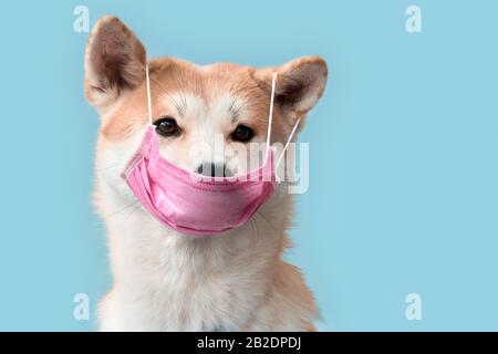 Krankheit. Akita inu Welpe in medizinischer Maske isoliert auf Grau Stockfoto