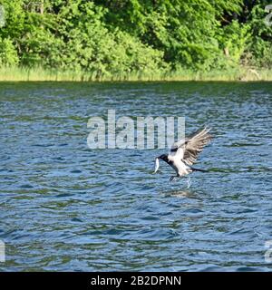 Kapuzenkrähe (Corvus Corone) mit einem Fisch im Schnabel Stockfoto