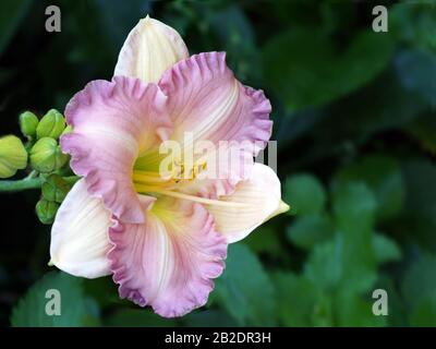 Rosa Blumen Hemerocallis. Im Sommer blühen Taglilien. Daylilienblütennah. Stockfoto