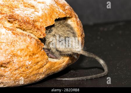 Hausmaus in einem Brot Stockfoto