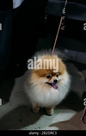 Süßer flauschiger rothaariger Pommerscher Spitzhund. Stockfoto