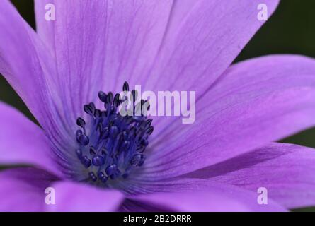 Nahaufnahme von Staubblättern und Pistil der violetten Wildblume Stockfoto