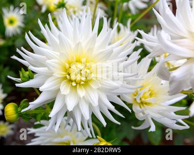 Dahlia Blume, in der Nähe Dahlia Blume in voller Blüte im Garten. Stockfoto
