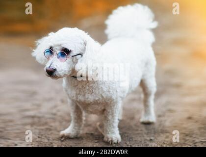 Der niedliche weiße, lockig lustige Bichon-Frise-Hund mit Brille auf dem Spaziergang Stockfoto