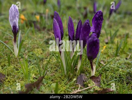 Nahaufnahme von violetten Krokusse auf dem grünen Gras an einem sonnigen Tag Stockfoto