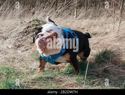 Schwarz-weißer englischer/britischer Bulldog Dog Out für einen Spaziergang, der im Gras läuft und schüttelt und die Kamera betrachtet Stockfoto