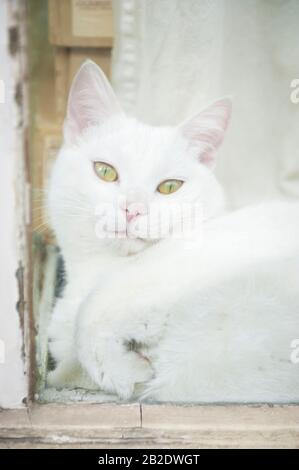 Süße weiße Katze sitzt drinnen in seiner Lieblingsecke und blickt auf das Fenster Stockfoto