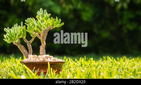 Kleiner Bonsai-Baum in Keramiktopf auf dem Gras in der Sonne - Gartenarbeit Hobbys und Freizeitkonzept Bild mit Kopierraum für Text. Stockfoto