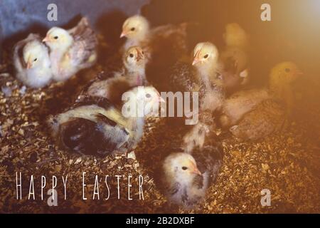 Viele Hühner auf einer Farm in einem Hühnerstall in einem speziellen Stift Stockfoto