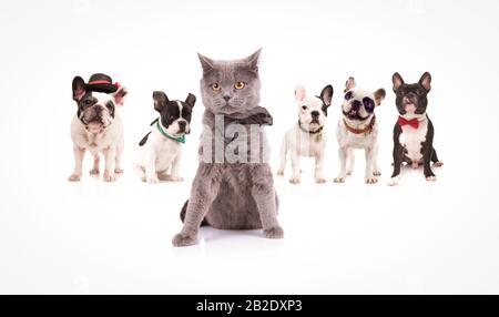 Britische Kurzhaarkatze, die vor einer Gruppe französischer bulldoggen auf weißem Hinterrund Bowtie trägt Stockfoto
