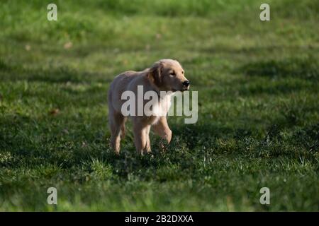 Gelbes Labrador Welpen spielt bei Sonnenuntergang auf dem Feld im grünen Gras Stockfoto