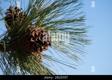 Details von Pinienblättern und getrockneten Ananas und blauem Himmel Stockfoto