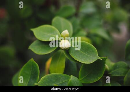 Schöner Naturhintergrund. Rosen-Blume-Bud. Blume beginnt zu blühen Stockfoto