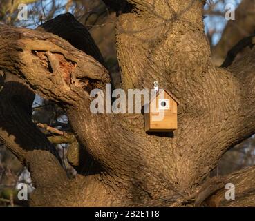 Ein Vogel-Nistkasten in einer alten Eiche. Stockfoto