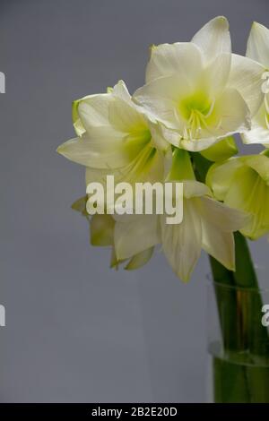 Nahaufnahme weißer Hippeastrum-Blumen in Vase isoliert auf hellgrauem Hintergrund, Grußkarte oder Konzept Stockfoto