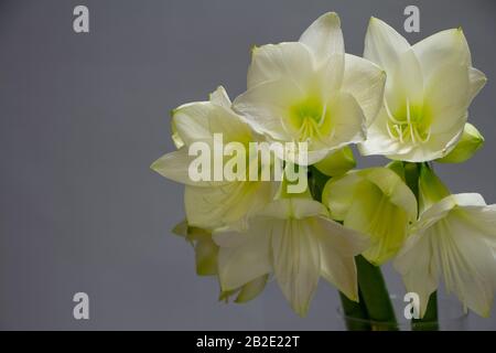 Nahaufnahme weißer Hippeastrum-Blumen in Vase isoliert auf hellgrauem Hintergrund, Grußkarte oder Konzept Stockfoto