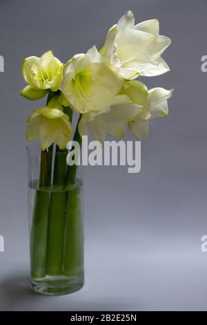 Nahaufnahme weißer Hippeastrum-Blumen in Vase isoliert auf hellgrauem Hintergrund, Grußkarte oder Konzept Stockfoto