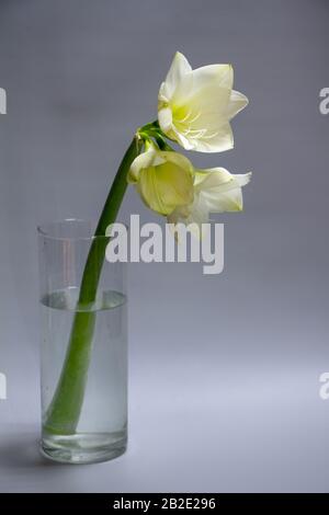 Nahaufnahme weißer Hippeastrum-Blumen in Vase isoliert auf hellgrauem Hintergrund, Grußkarte oder Konzept Stockfoto