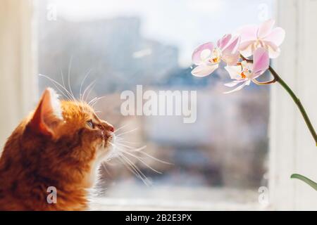 Ingwerkatze mit Blick auf Orchideen, die morgens zu Hause auf Fensterbank gehen. Haustier interessiert sich für Blumen und Pflanzen Stockfoto