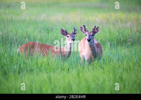 Junge Weißwedel-Hirschböcke (Odocoileus virginianus) mit auf Wiese zusammenstehendem Samtweihgeweih Stockfoto