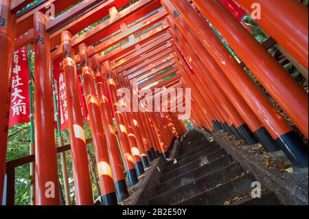 Roter Tortunnel von Torii am Hie Shrine, Akasaka, Tokio Stockfoto