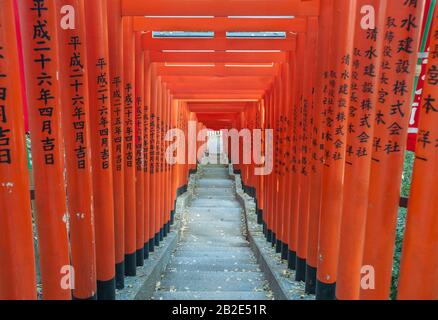 Tunnel der Tore von Red Torii am Hie Shrine, Akasaka, Tokio Stockfoto