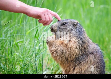 Mann berührt Alpine Marmot beim Füttern mit Erdnüssen (Marmota marmota) Stockfoto
