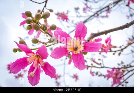 Nahblüten von Seidenfloßbaum (Ceiba speciosa). Die Blumen sind von cremig-weißlich bis rosa Stockfoto