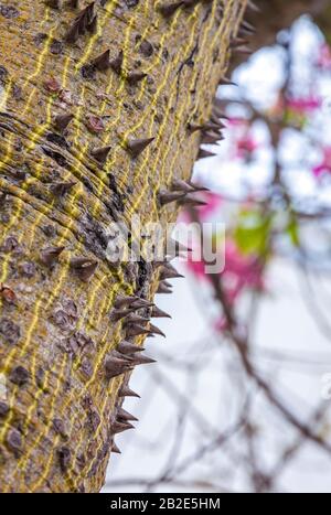Nahtstamm aus Seidenflossenstammbaum (Ceiba speciosa). Der Stamm ist durch dicke konische Stinger geschützt Stockfoto