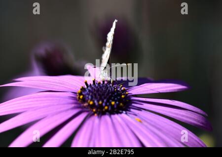 Kleiner Schmetterling, der den Nektar einer purpurroten Blüte durchsetzt Stockfoto