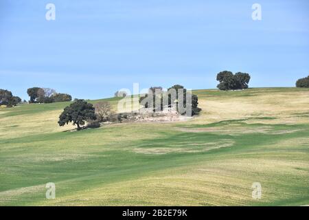 Es ist fast Frühling in der andalusischen Landschaft, mit Olivenbäumen, Steineichen und ersten kultivierten Getreidesprossen Stockfoto