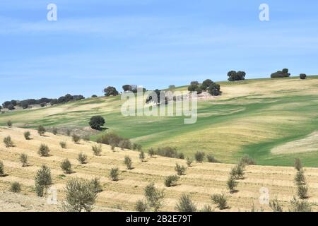 Es ist fast Frühling in der andalusischen Landschaft, mit Olivenbäumen, Steineichen und ersten kultivierten Getreidesprossen Stockfoto