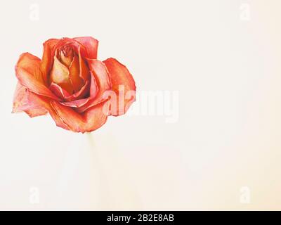 Nahaufnahme von getrockneter roter Rose, die einem Gemälde ähnelt und in einem großen weißen Raum zu schweben scheint Stockfoto
