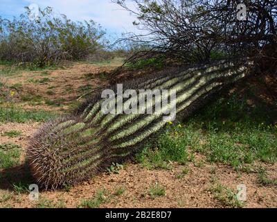 Ein riesiger Fass Cactus stürzte von den hohen Winden eines Arizona Monsoon Sturms aus der Nacht zuvor um. Stockfoto