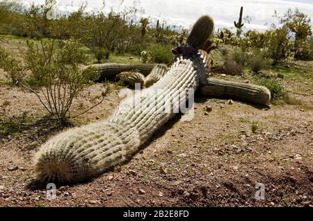 Ein riesiger Saguaro-Kaktus stürzte von den hohen Winden eines Monsoon Unwetters aus Arizona in der Nacht zuvor um. Stockfoto