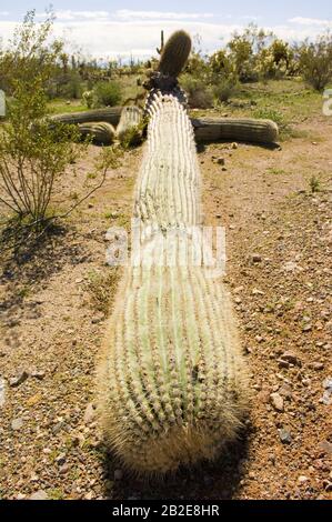 Ein riesiger Saguaro-Kaktus stürzte von den hohen Winden eines Monsoon Unwetters aus Arizona in der Nacht zuvor um. Stockfoto