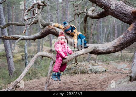 Zwei Kinder klettern im Winter draußen in Schweden gemeinsam auf Bäumen Stockfoto