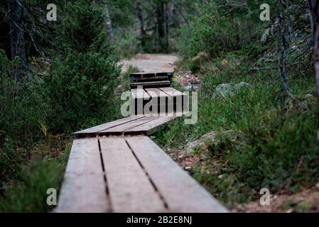 Die Promenade führt durch einen leeren grünen Wald in Schweden Stockfoto