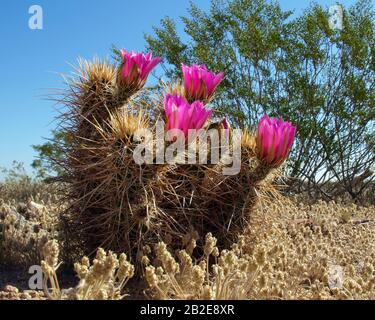 Die violetten Blumen von Arizonas Hecke Hog Cactus. Dieser Kaktus ist ein beliebter Ort für Wüstenlandschaften, weil er bodentief wächst und jeden blüht Stockfoto